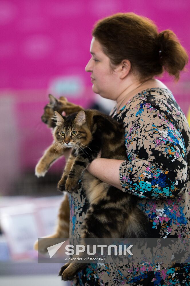 Cat show InfoKot 2013