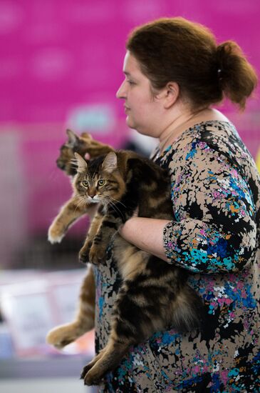 Cat show InfoKot 2013