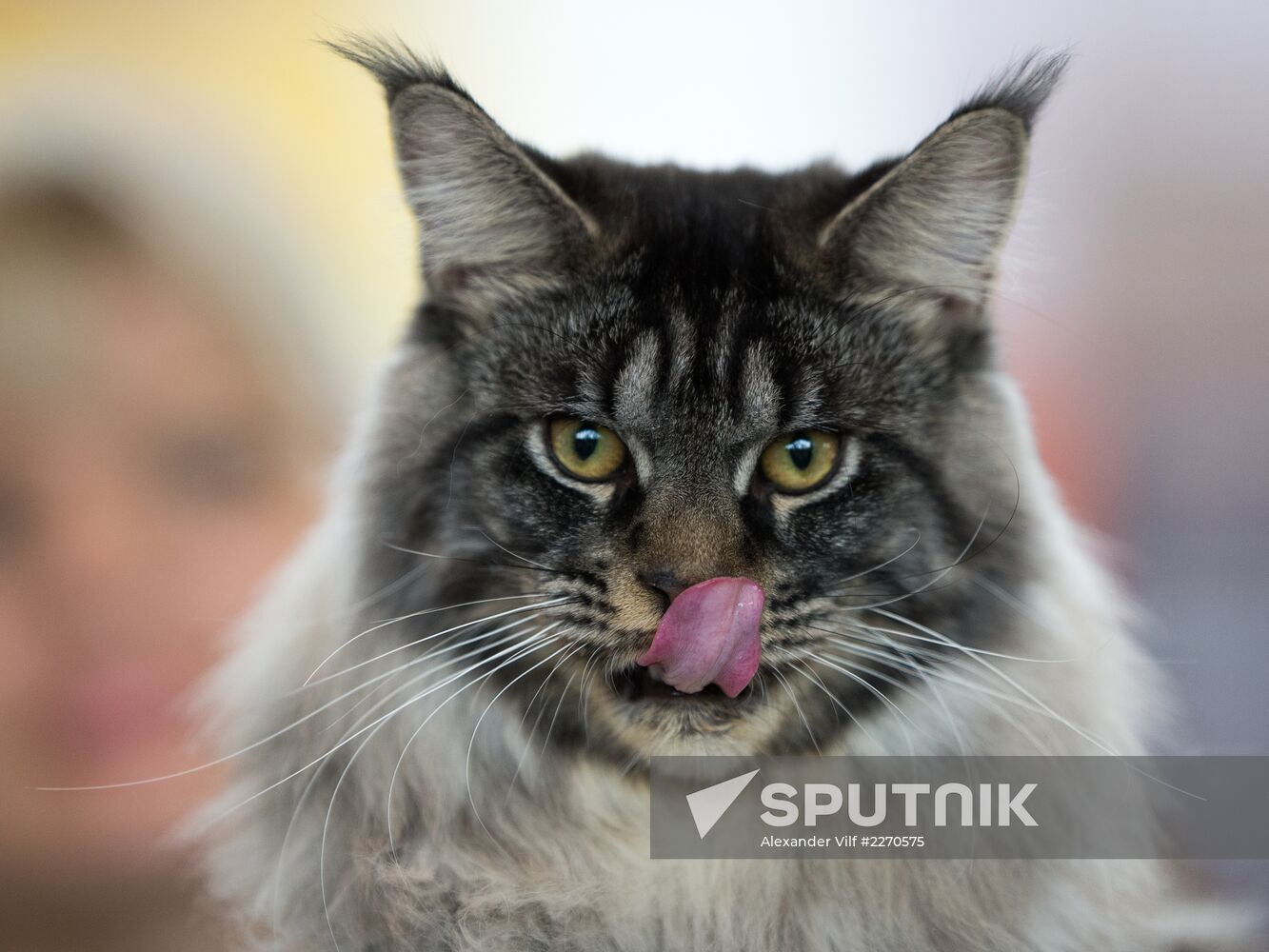 Cat show InfoKot 2013