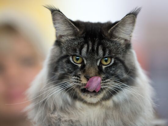 Cat show InfoKot 2013
