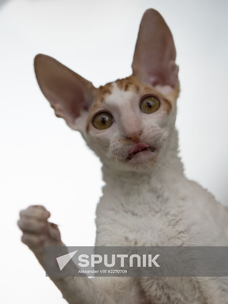 Cat show InfoKot 2013