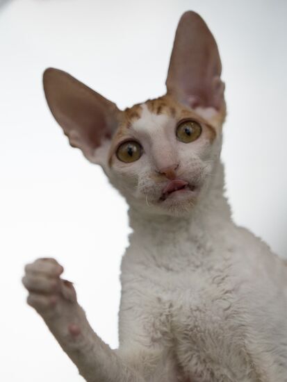 Cat show InfoKot 2013