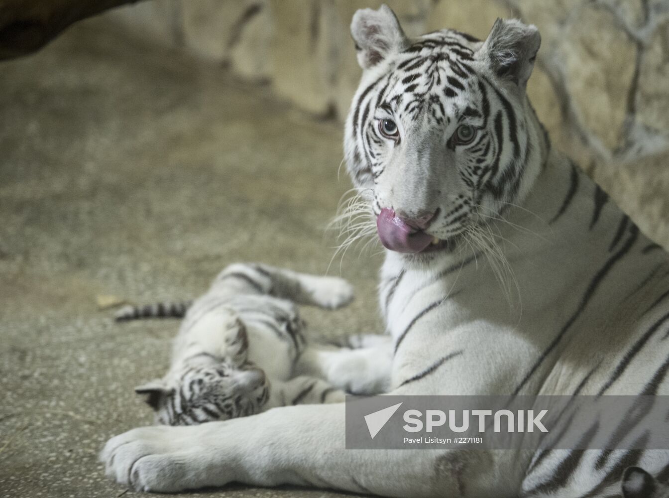 White Bengal tiger cubs in Yekaterinburg zoo