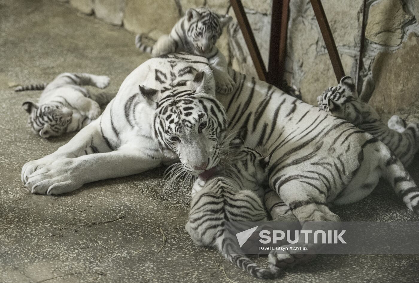 White Bengal tiger cubs in Yekaterinburg zoo