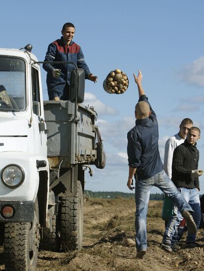 Potato harvesting in Belarus