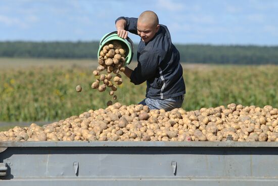 Potato harvesting in Belarus