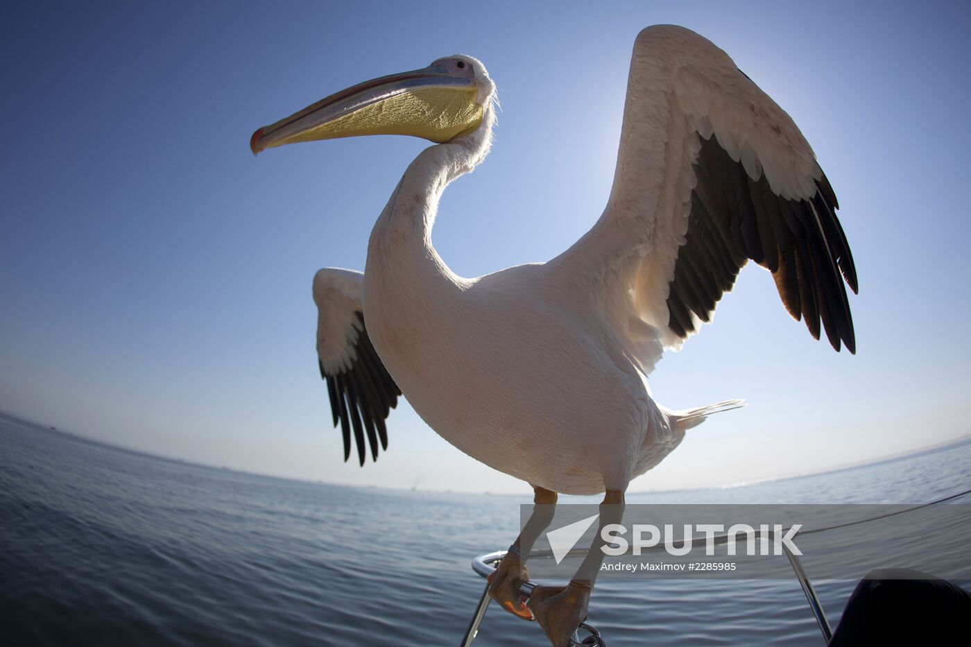 Great White Pelican