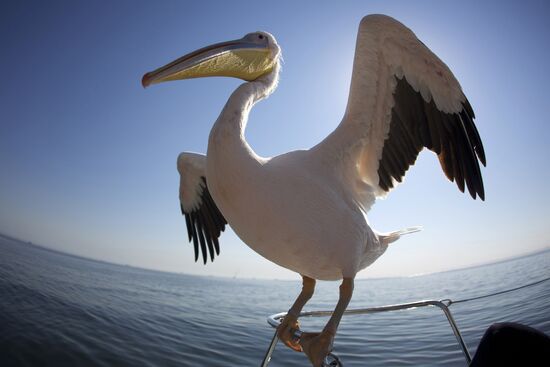 Great White Pelican
