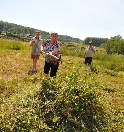 Harvesting hay