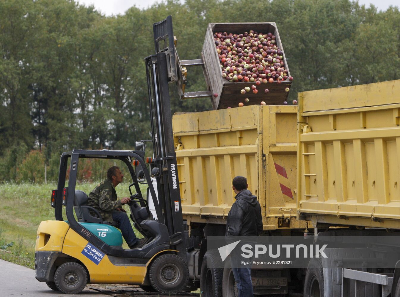 Harvesting apples in Belarus