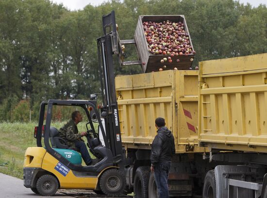 Harvesting apples in Belarus