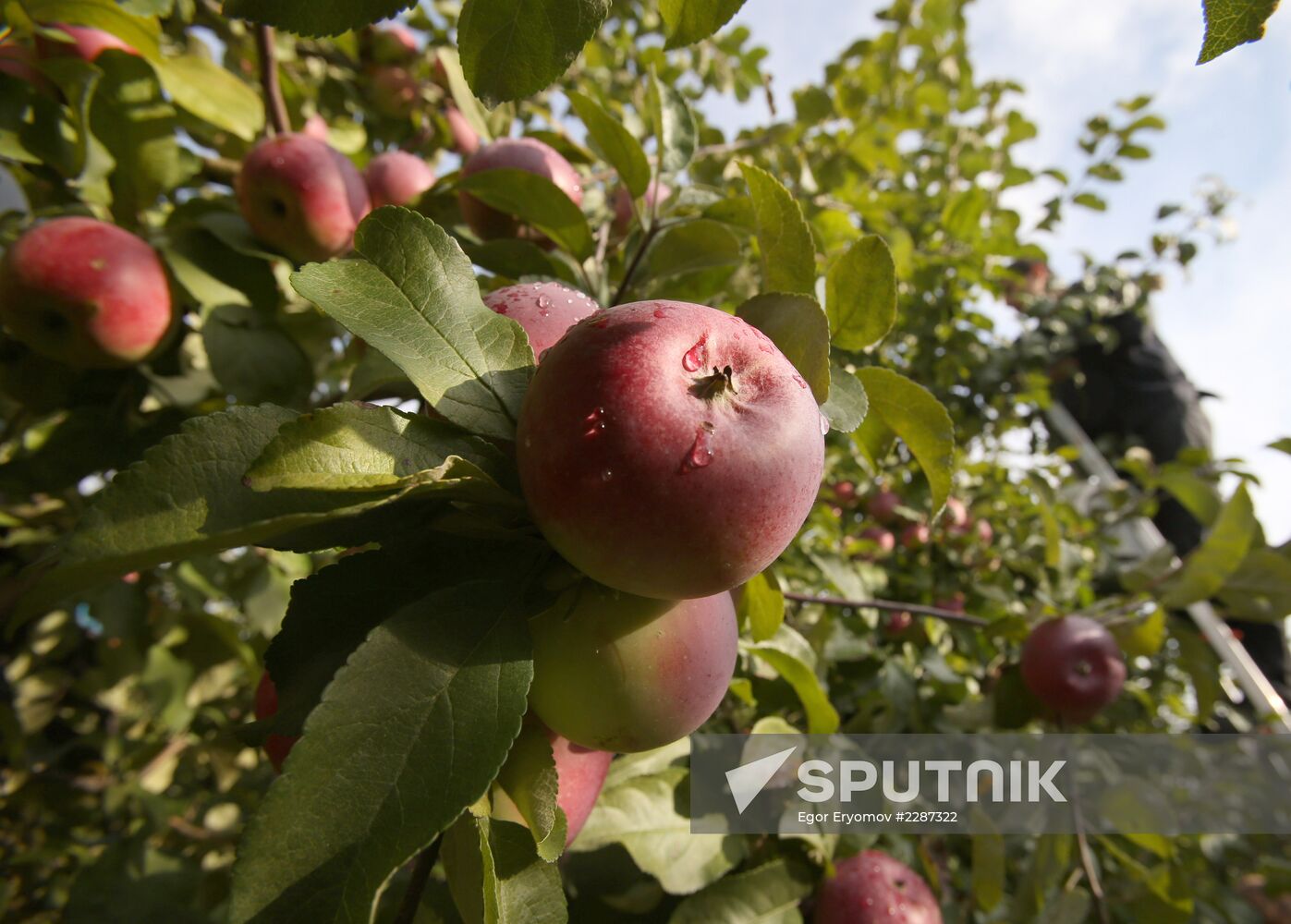 Harvesting apples in Belarus