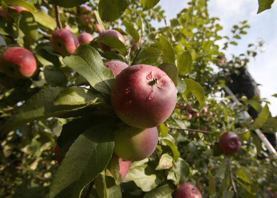 Harvesting apples in Belarus