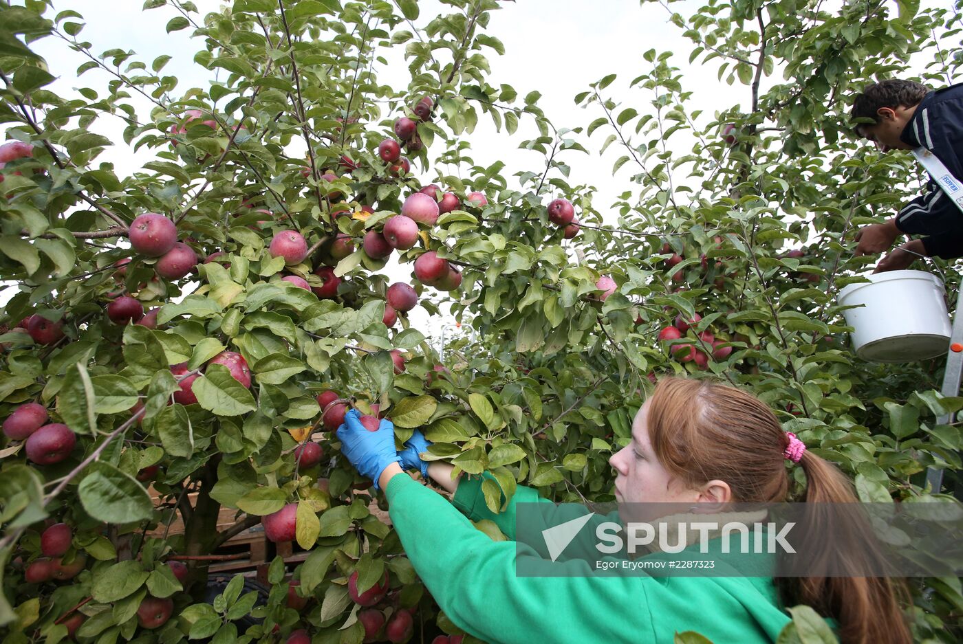 Harvesting apples in Belarus