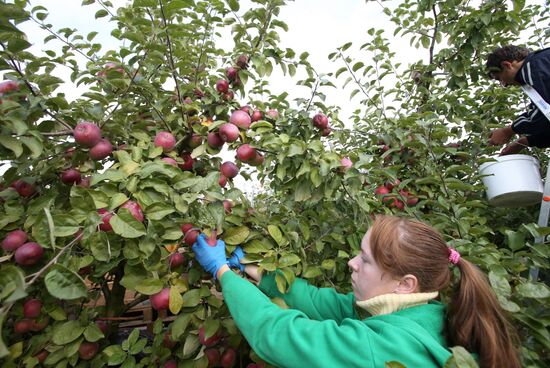 Harvesting apples in Belarus