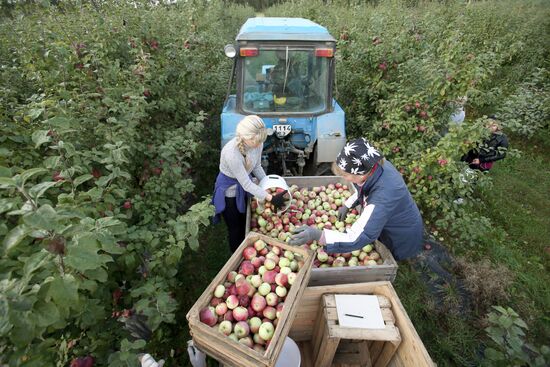 Harvesting apples in Belarus