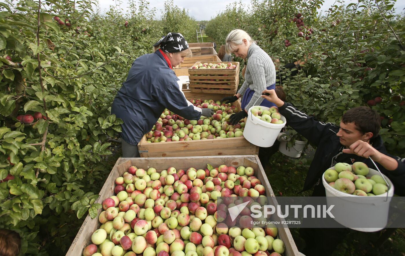 Harvesting apples in Belarus