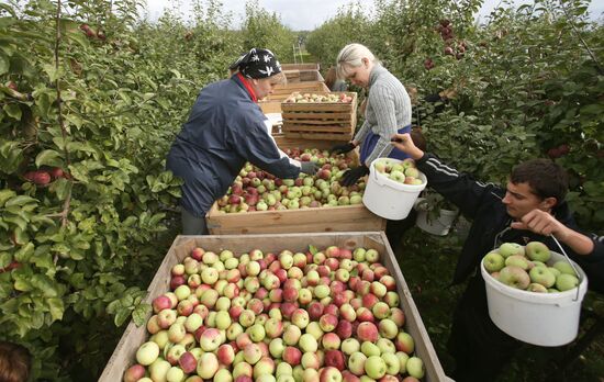 Harvesting apples in Belarus