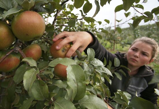 Harvesting apples in Belarus