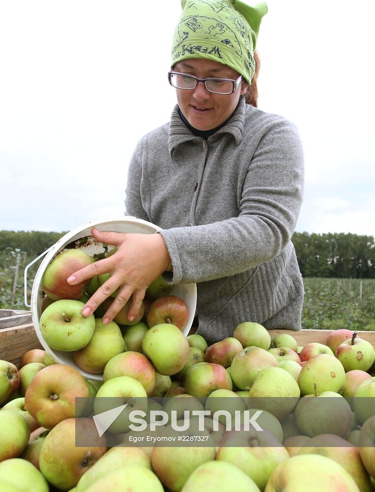 Harvesting apples in Belarus