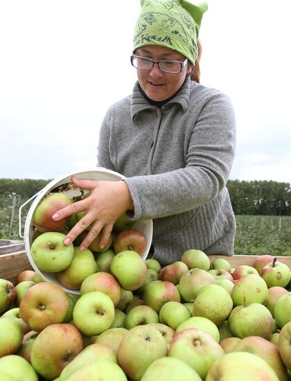 Harvesting apples in Belarus