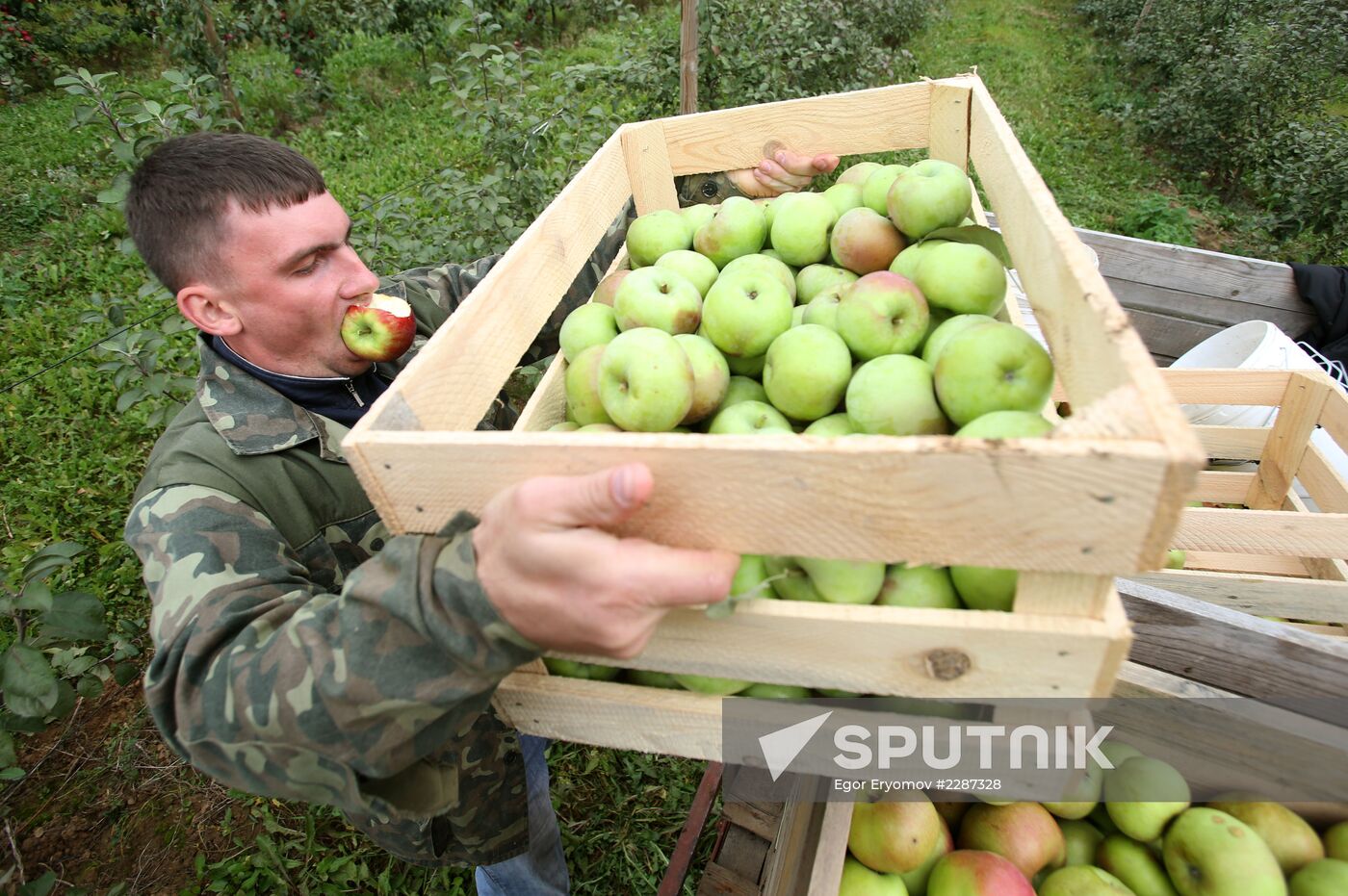 Harvesting apples in Belarus