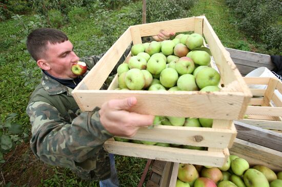 Harvesting apples in Belarus