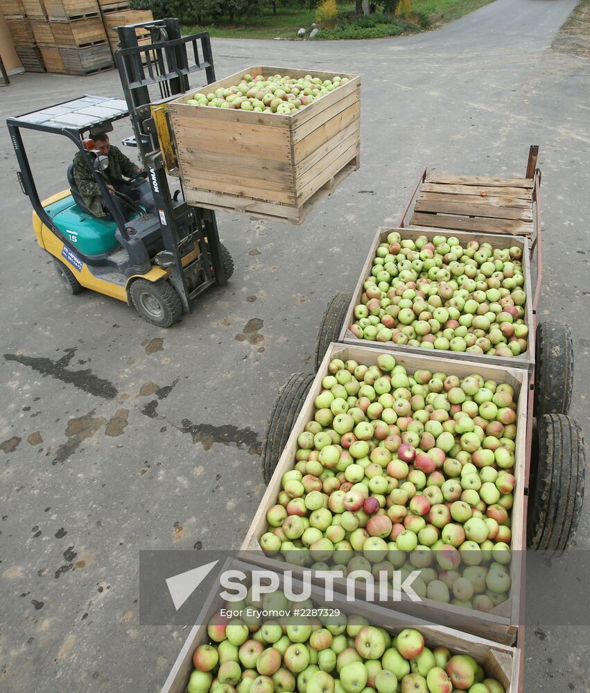 Harvesting apples in Belarus