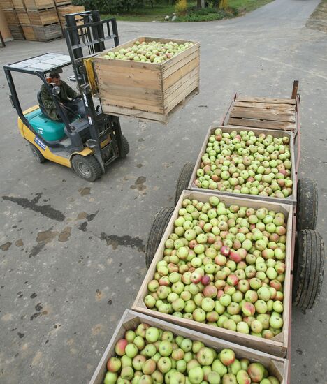 Harvesting apples in Belarus
