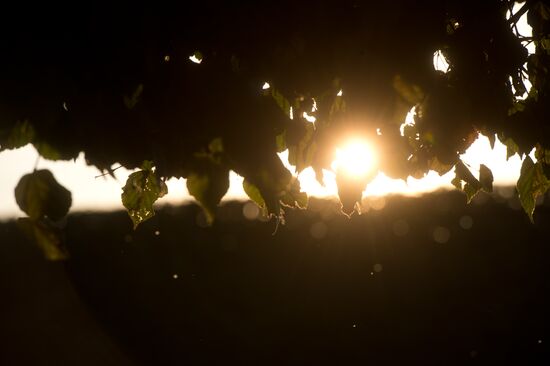 Evening sun