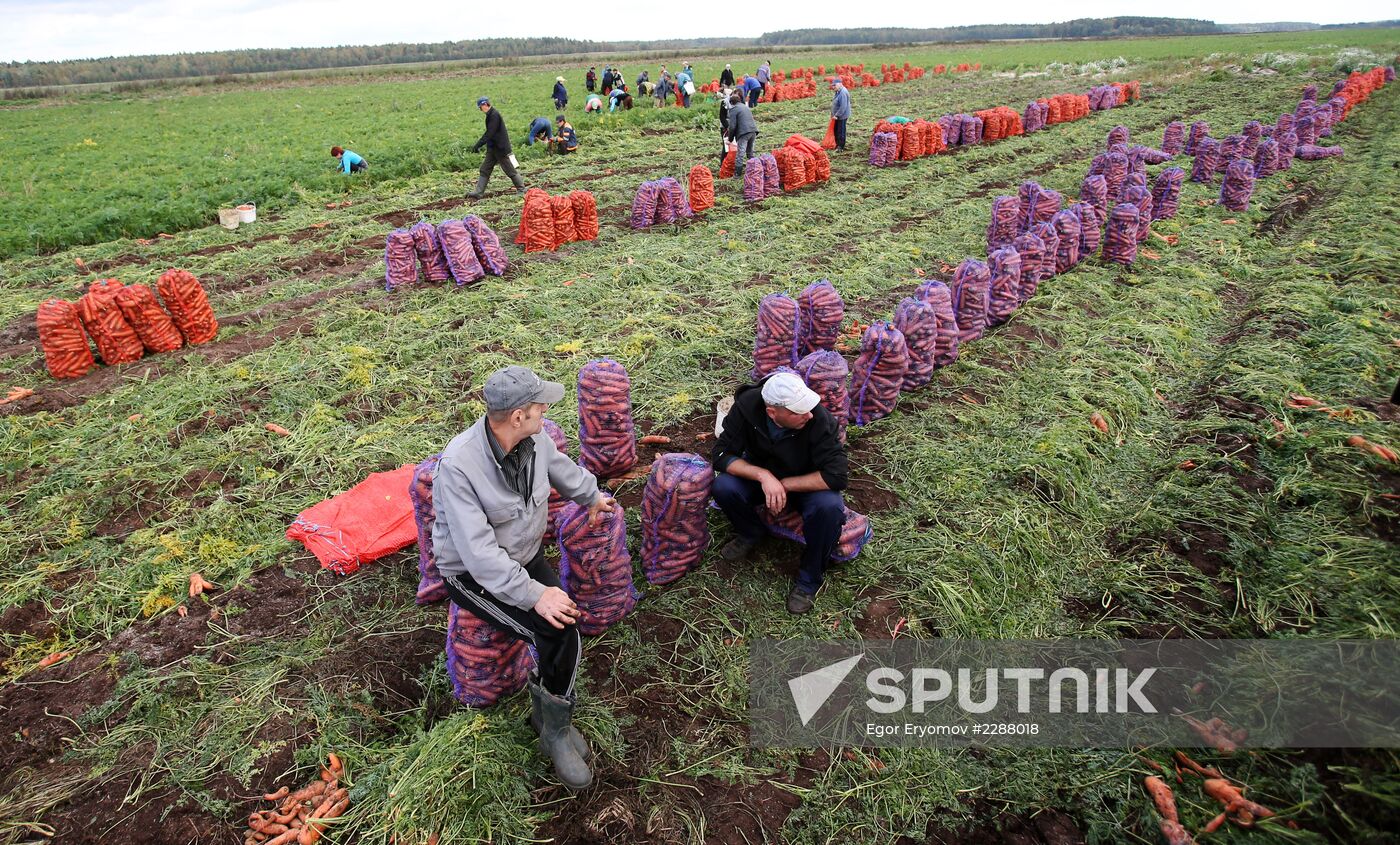 Carrot harvesting in Belarus
