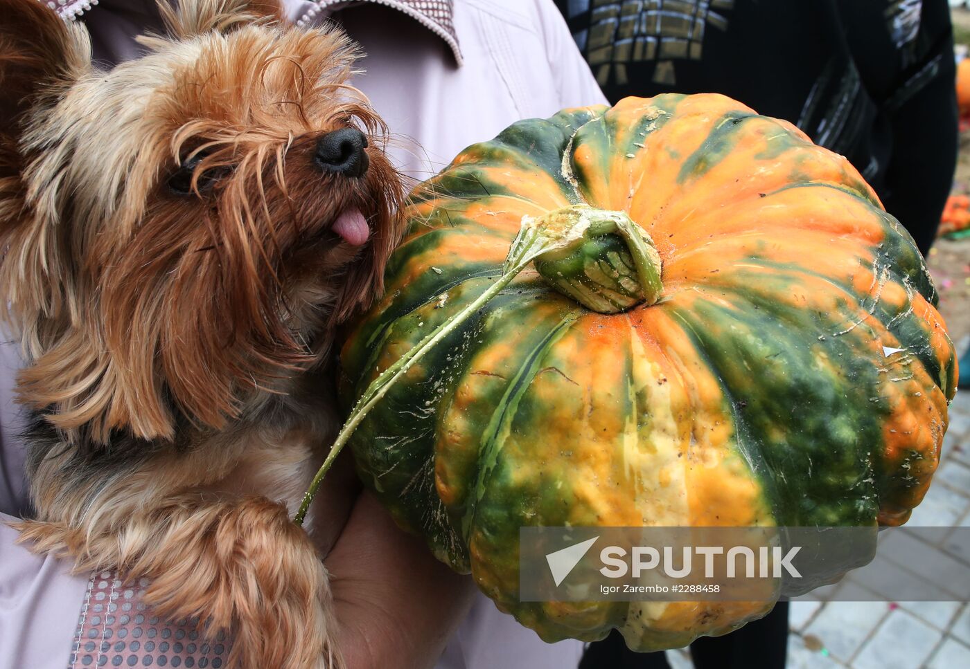 Golden Pumpkin festival in Kaliningrad Region