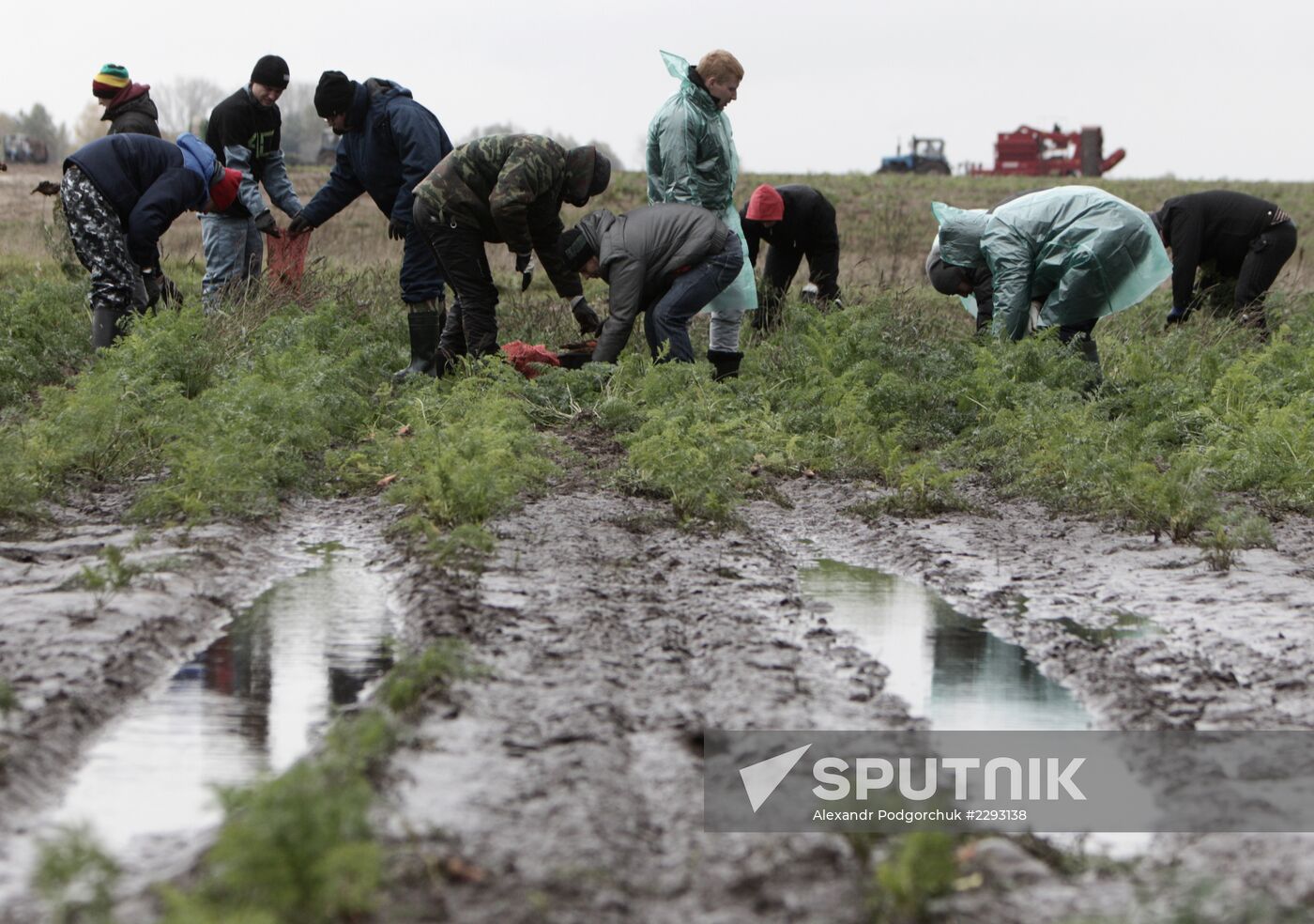 Students help with harvesting crops in Vladimir Region