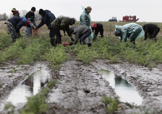 Students help with harvesting crops in Vladimir Region
