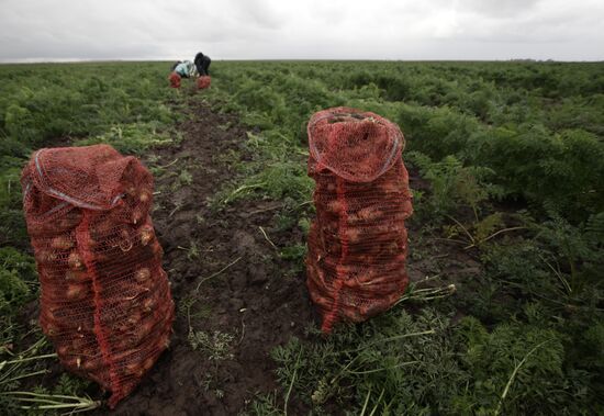 Students help with harvesting crops in Vladimir Region