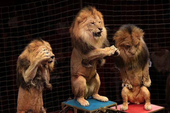 New program in Slava Polunin Circus