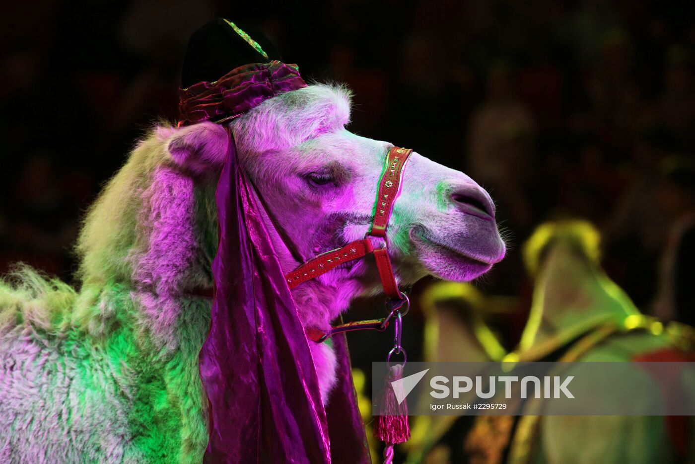 New program in Slava Polunin Circus