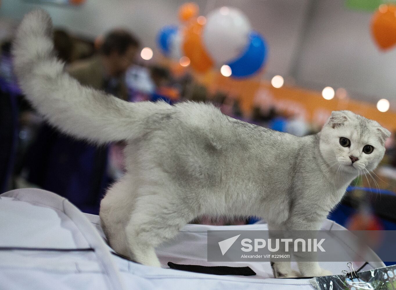 Expokot 2013 Cat Show