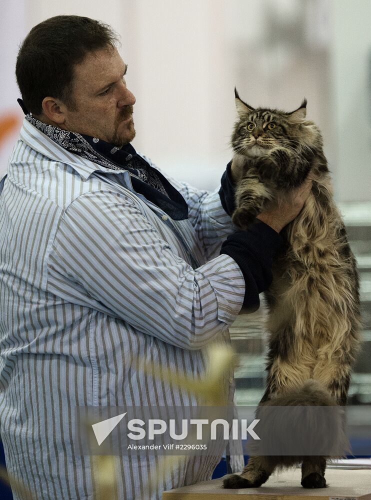 Expokot 2013 Cat Show