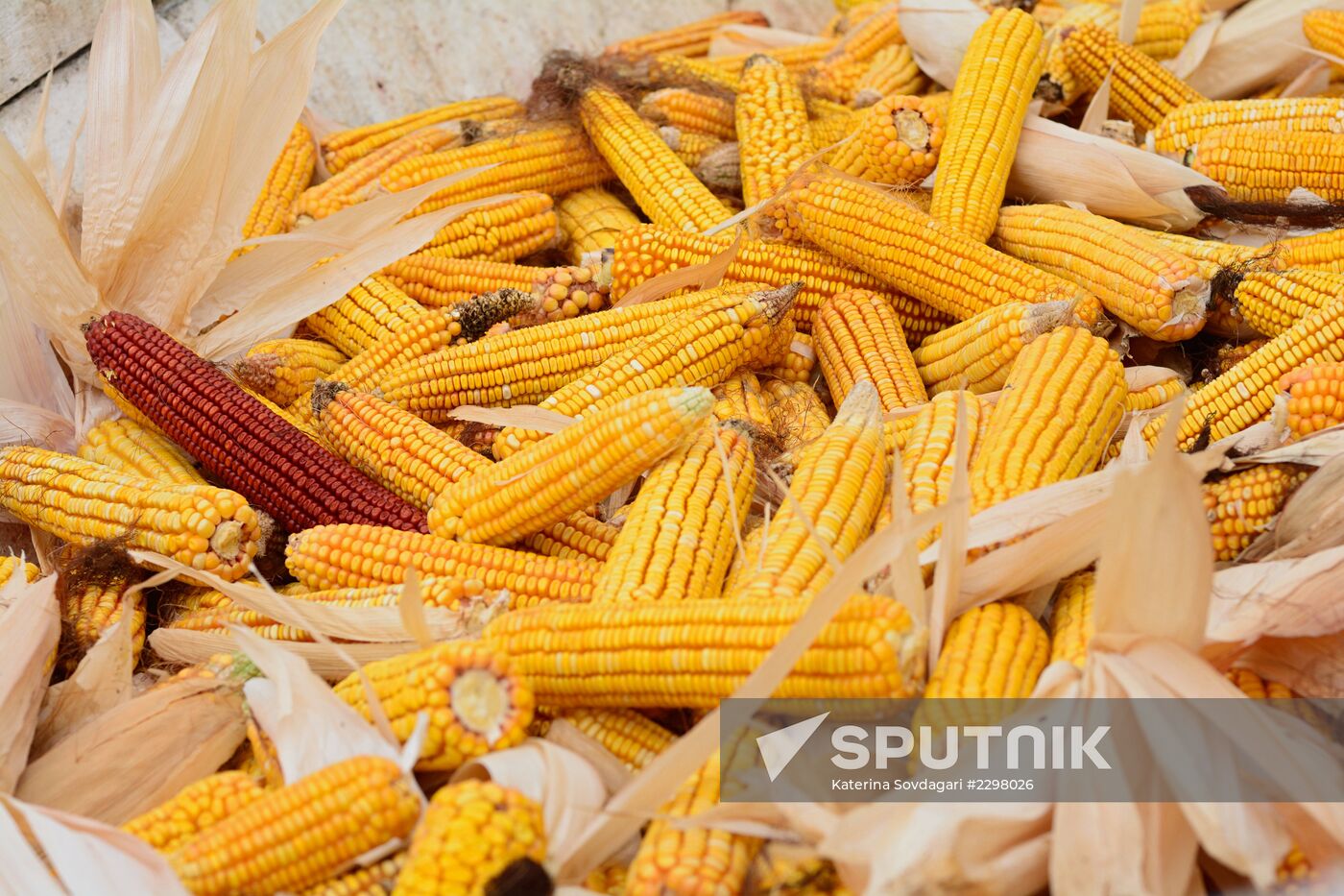 Corn harvesting in Kakhetia