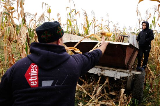 Corn harvesting in Kakhetia