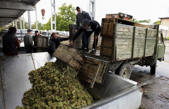 Collection and processing of grapes at Chateau Manavi in Kakheti