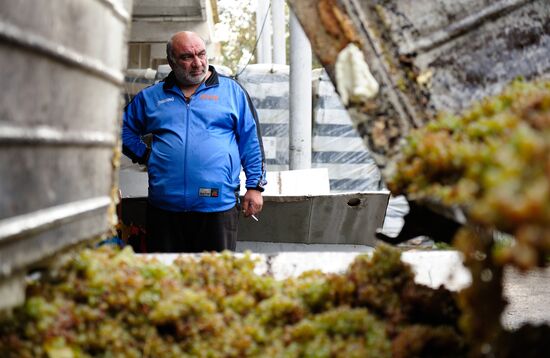 Grape harvesting and winemaking at the Shato Manavi plant in Kakhetia