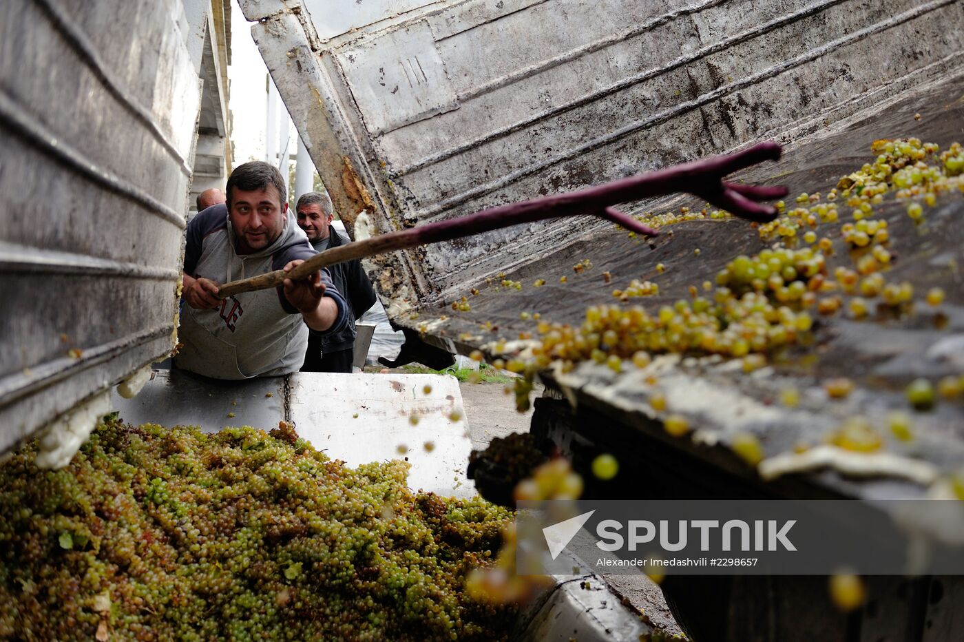 Grape harvesting and winemaking at the Shato Manavi plant in Kakhetia