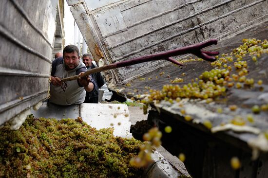 Grape harvesting and winemaking at the Shato Manavi plant in Kakhetia