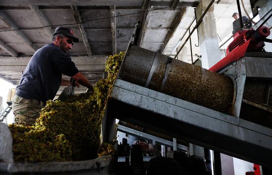 Grape harvesting and vinemaking at the Shato Manavi plant in Kakhetia
