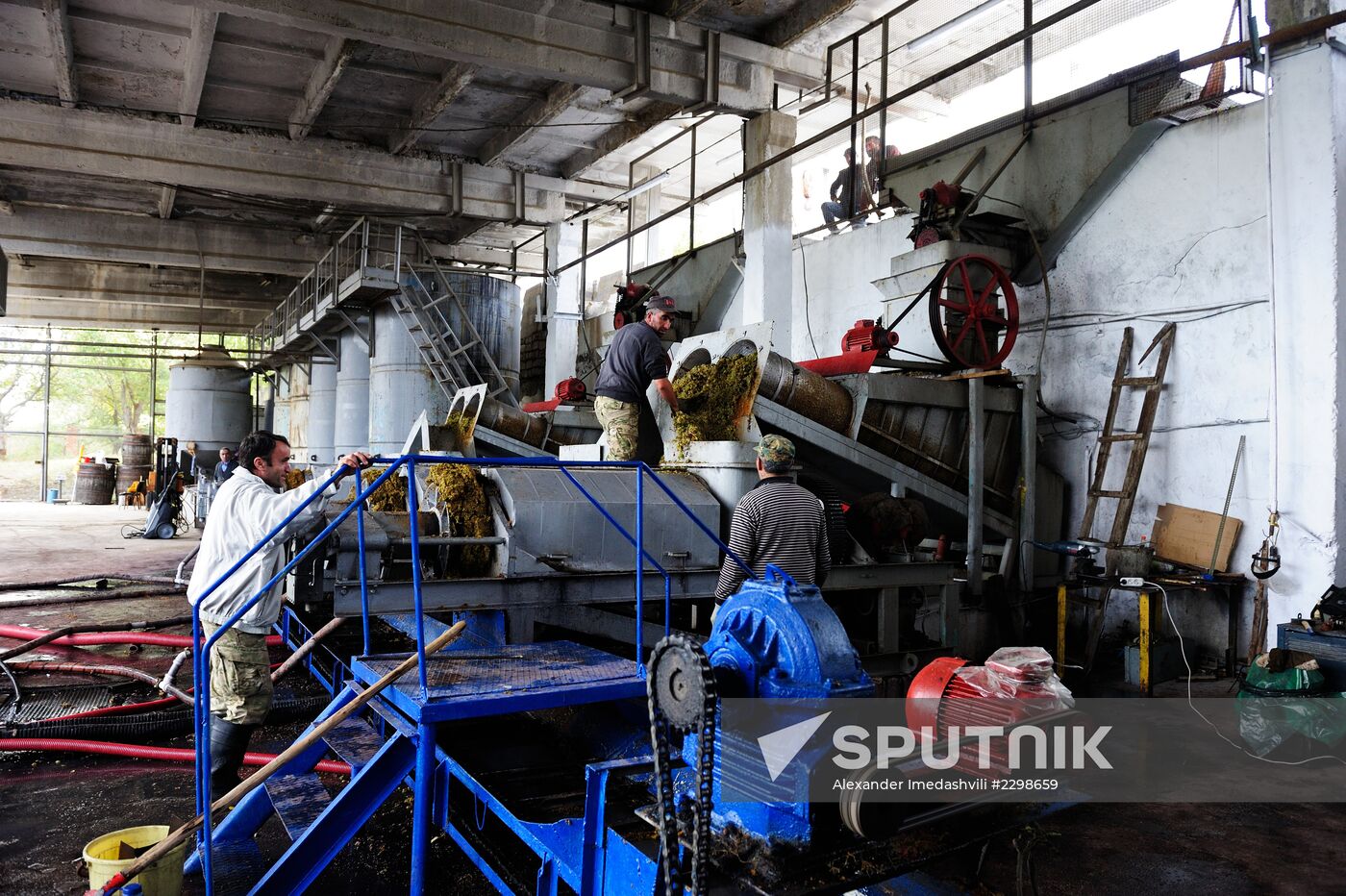 Grape harvesting and winemaking at the Shato Manavi plant in Kakhetia