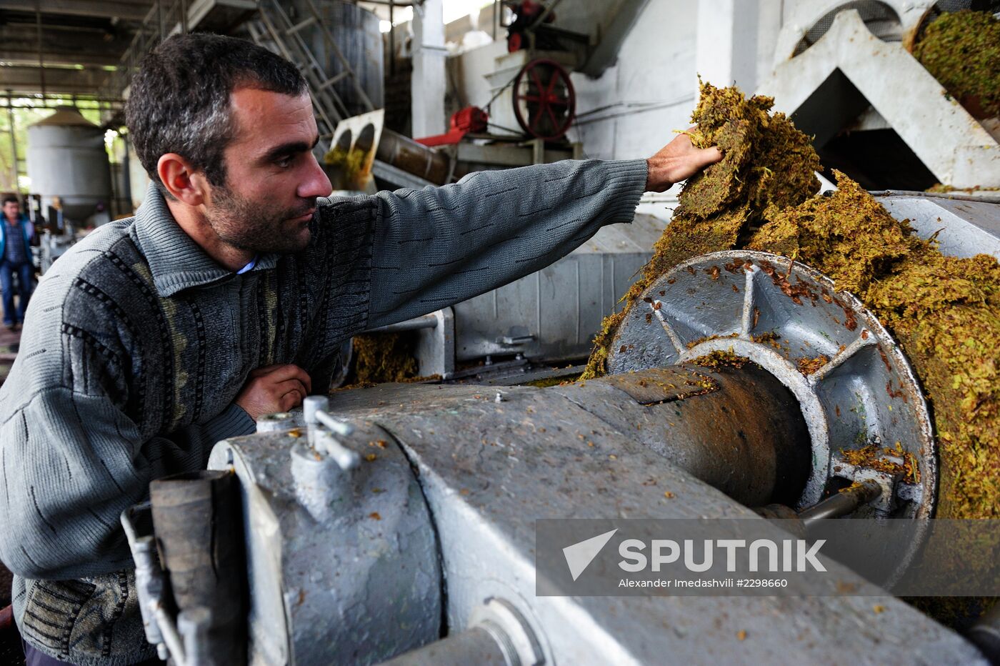 Grape harvesting and winemaking at the Shato Manavi plant in Kakhetia