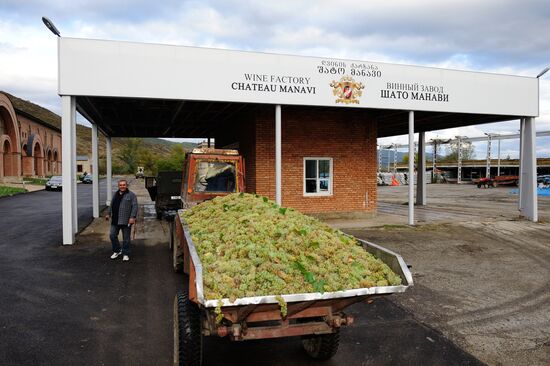 Grape harvesting and winemaking at the Shato Manavi plant in Kakhetia