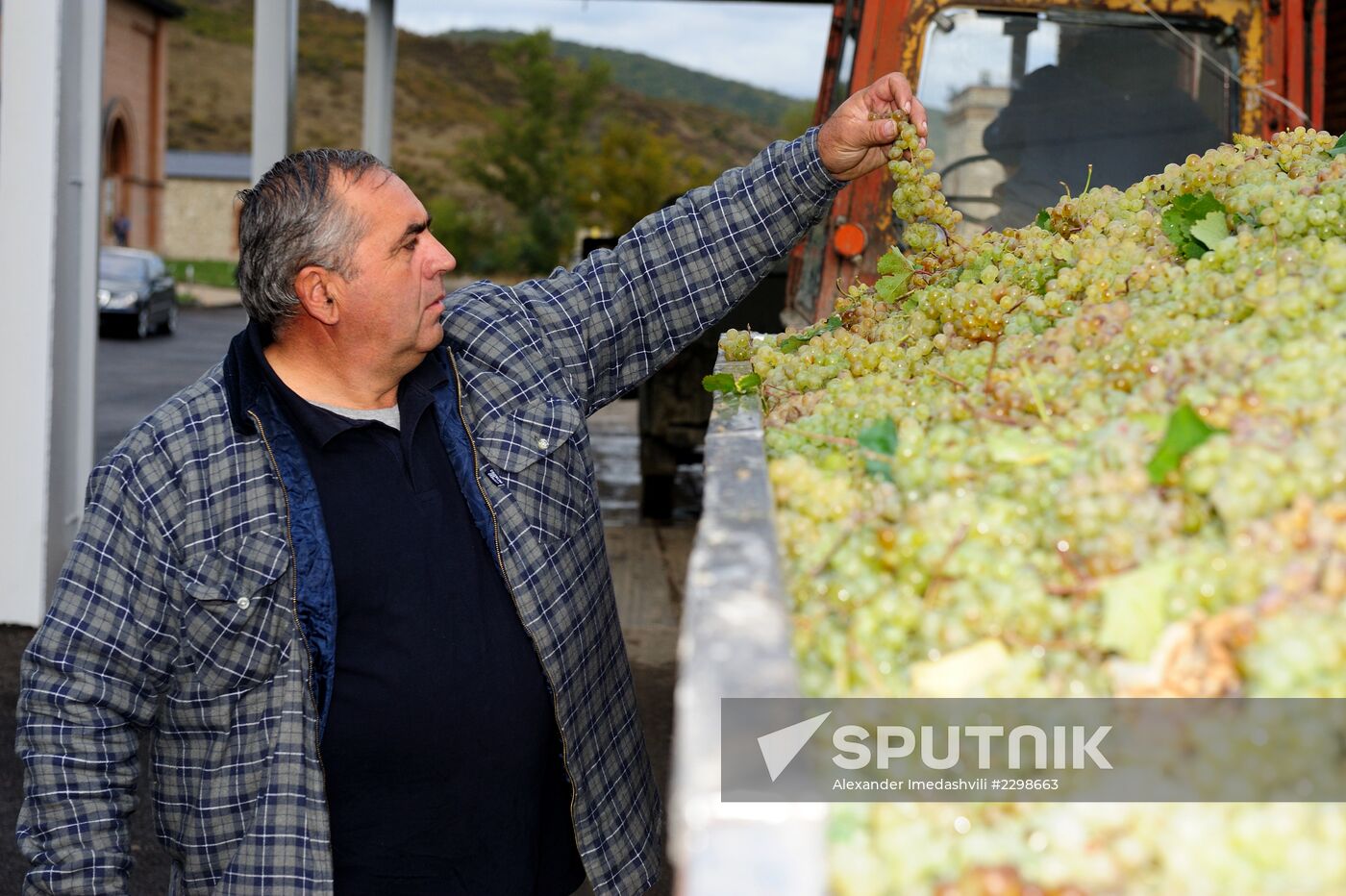 Harvest and processing of grapes at Chateau Manavi, Kakhetia